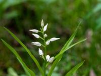 Weißes Waldvöglein mit wenigen zarten Blüten